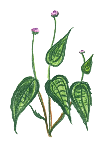 rastlina